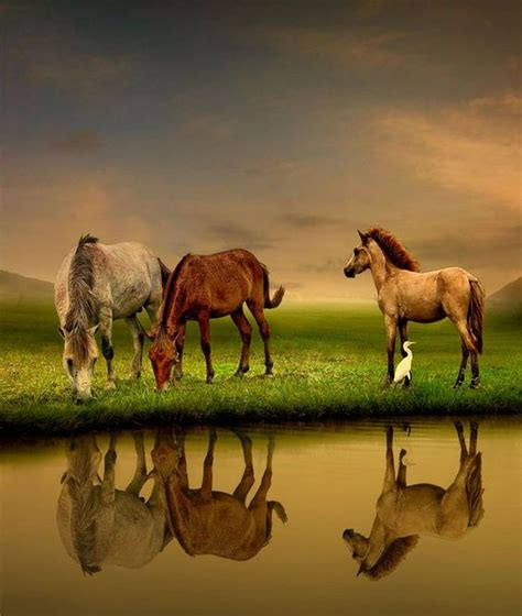25 Horse Photography Tips In 2023 Horses Horse Photography Animals