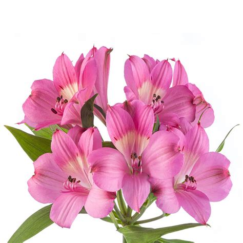 Alstroemeria Intenz Pink Florexpo Catalog