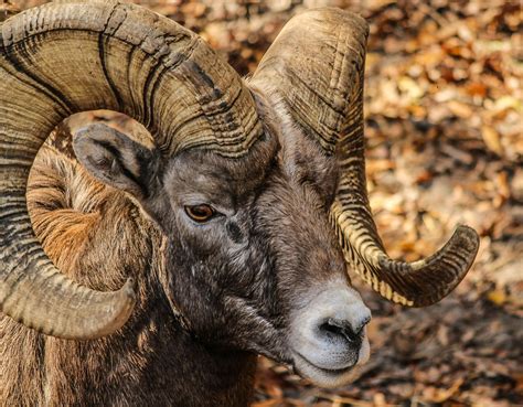 Ram Animal Horns
