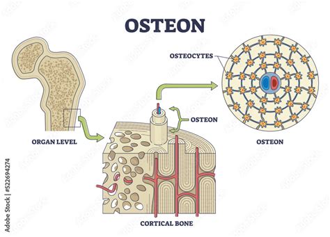 Osteon Or Haversian System With Compact Bone Structure Outline Diagram