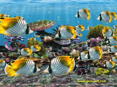 50 Free Fish Wallpaper And Screensavers On Wallpapersafari