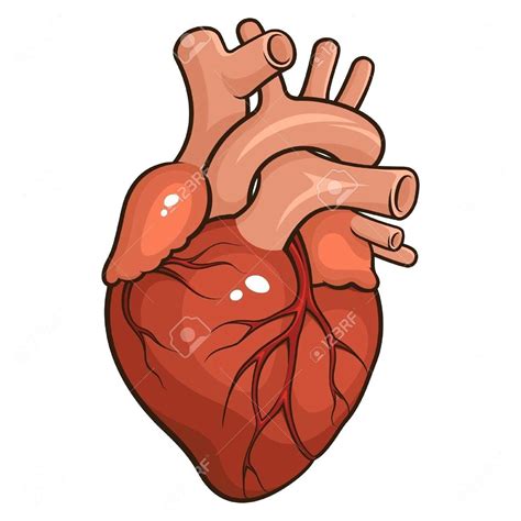 Simple Human Heart Drawing Color