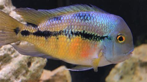 American Cichlid Species Hypsophrys Nicaraguensis Nicaraguan Cichlid