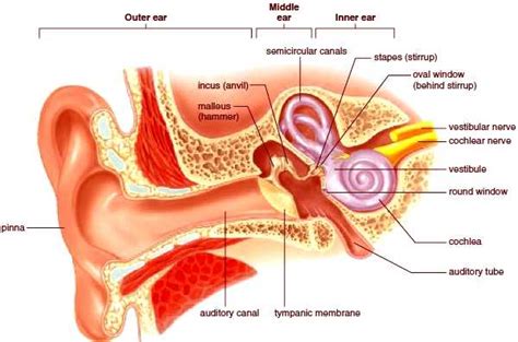 Pengertian Indra Pendengaran Struktur Bagian Fungsi Dan Cara Kerja Vrogue
