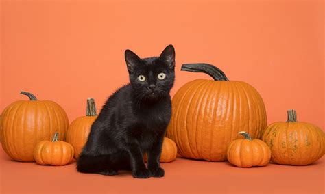 Can Cats Eat Pumpkin Everything You Need To Know Bechewy