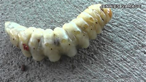 Huge Termite Grub Woodworm Found On The Ranch In Hd Youtube