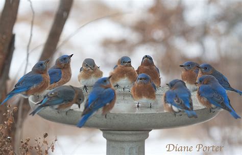 Bluebirds In Winter At The Heated Birdbath Iowa Source