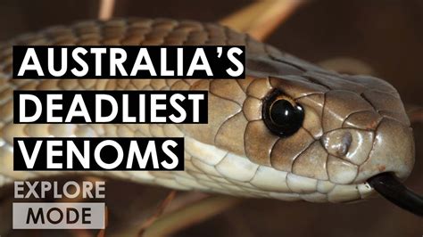 Australias Deadliest Animals Worlds Deadliest Venoms Explore Mode