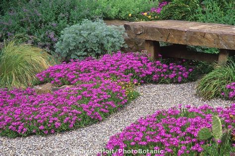 Ground Cover Garden Collection 10 Mixed Ground Covers Perfect For