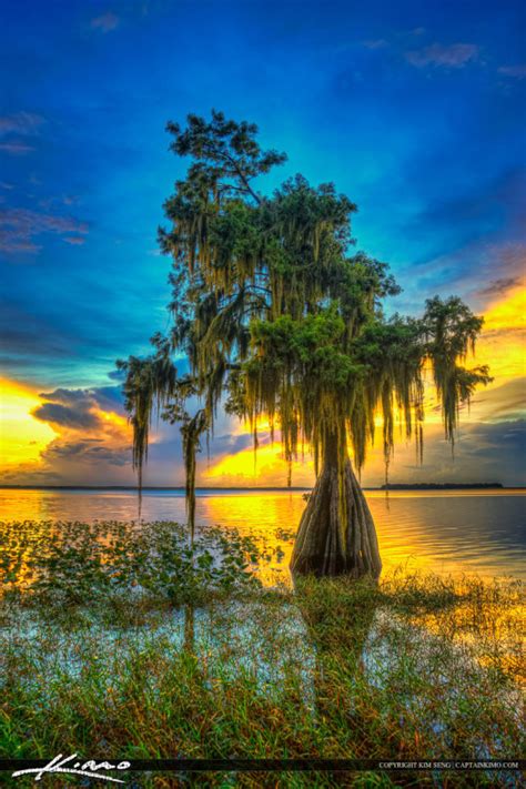 The Cypress Tree At Lake Istokpoga In Lake Placid Florida At Hi