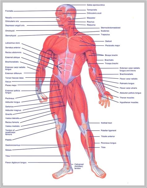 Muscle Of The Body Diagrams Graph Diagram Hot Sex Picture