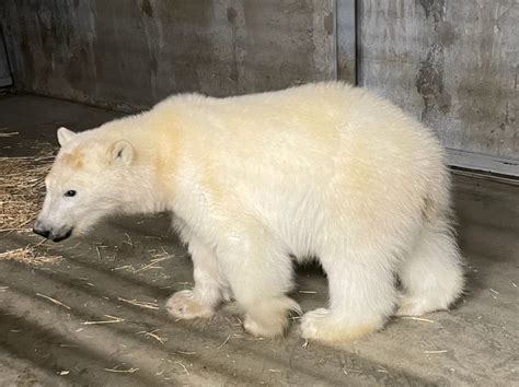 Polar Bear Cub Wandering North Slope Oil Field Is Captured And Sent To