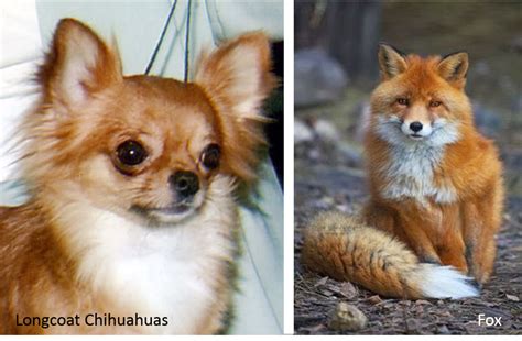 11 Dogs That Look Like A Fox Pethelpful