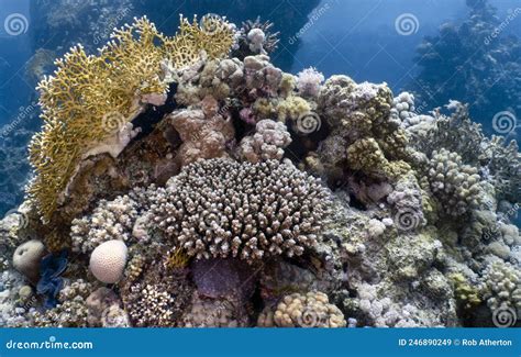 Coral Reefs In The Red Sea Stock Image Image Of Colorful 246890249