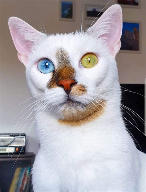 This Unique Cat