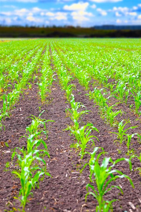 Rows Of Green Corn Plants Stock Image Image Of Countryside 40637943