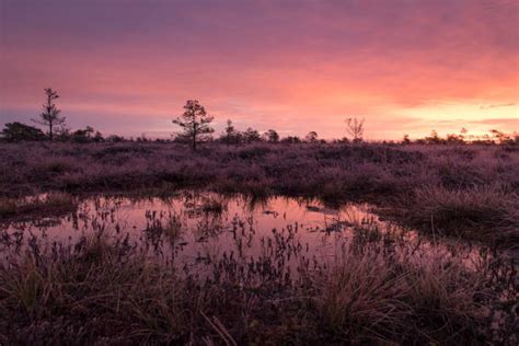 Torronsuo National Park Stock Photos Pictures And Royalty Free Images