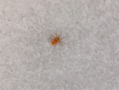 What Is This Tiny Little Orange Spider Found In My Bathroom Yorkshire