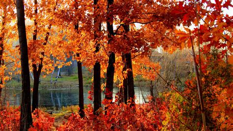 Beautiful Autumn Desktop Red Yellow Leaves Trees River Background 4k Hd