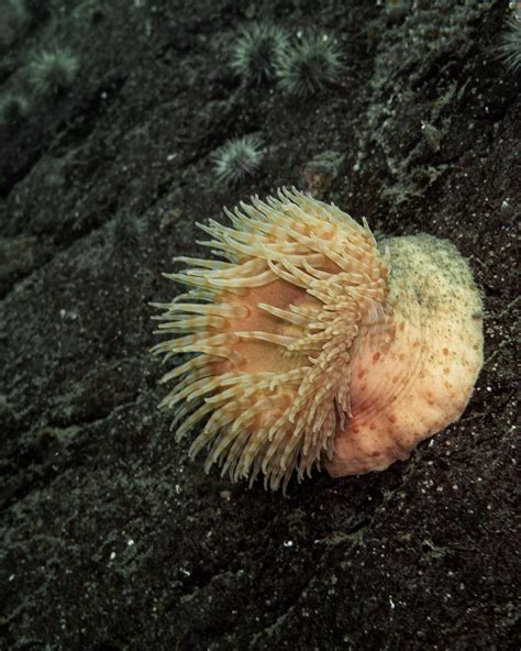 Im Trying To Learn Underwater Photography Heres A Swimming Anemone I