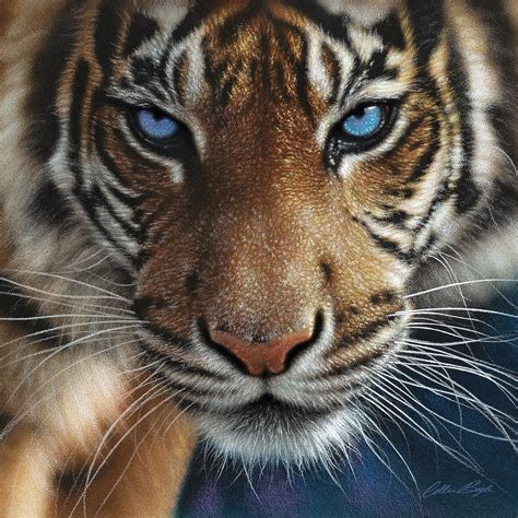 Tiger Blue Eyes Image Conscious
