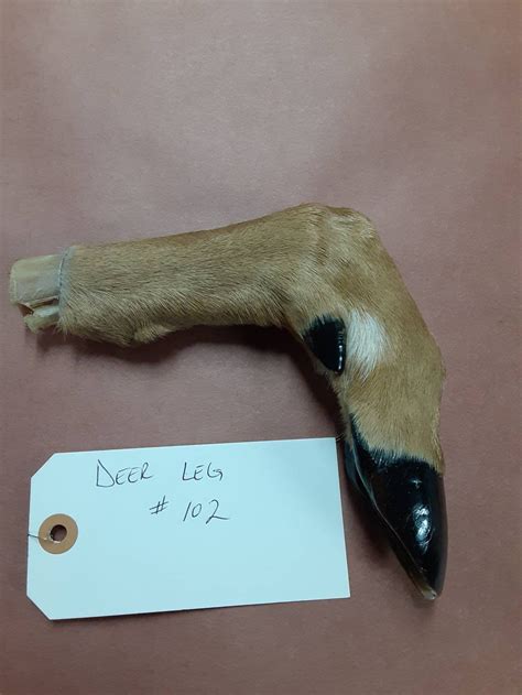 Preserved White Tail Deer Leg Etsy