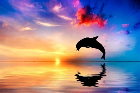 Dolphin Silhouette Jumping Out Of Water During Sunset Digital Wallpaper Sea Dolphin Sunset Hd