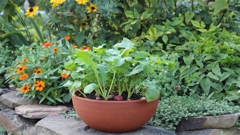 How To Grow Vegetables In Containers From Spring To Fall