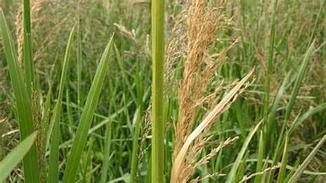 Reed Sweet Grass