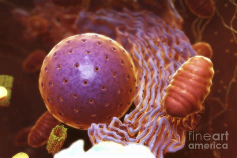 Inner Workings Of A Human Cell Photograph By Science Picture Co Pixels
