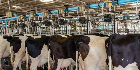 Peak Milk Yield And Breeding Managing The Dairy Herd Nutribio News