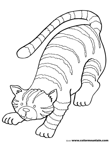 Download Tabby Cat coloring for free - Designlooter 2020 👨‍🎨