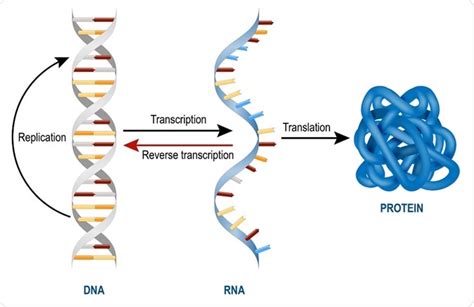 Control Genético De La Síntesis Proteica Las Funciones De La Célula Y