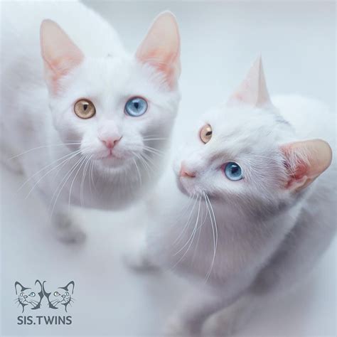 Twin Kitties With Same Colored Odd Eyes In These Stunning Photos Love