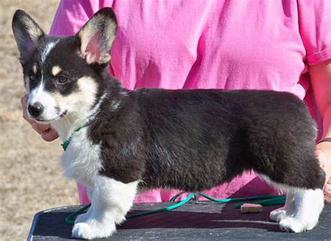 All puppies come with a health guarantee. Corgi Puppies For Sale Nc - petfinder