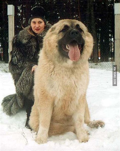 Russian Caucasian Mountain Dog Used For Hunting Small Bears Animals
