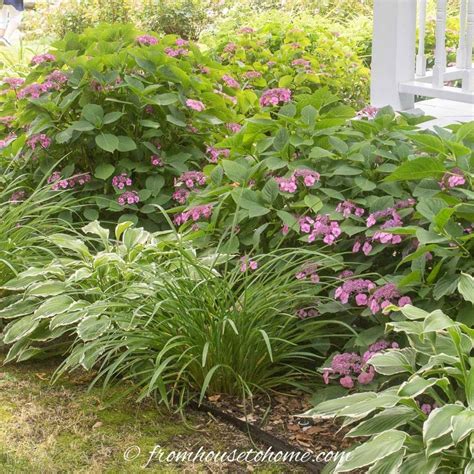 Hydrangeas And Hostas Make A Great Combination For A Shade Garden Front