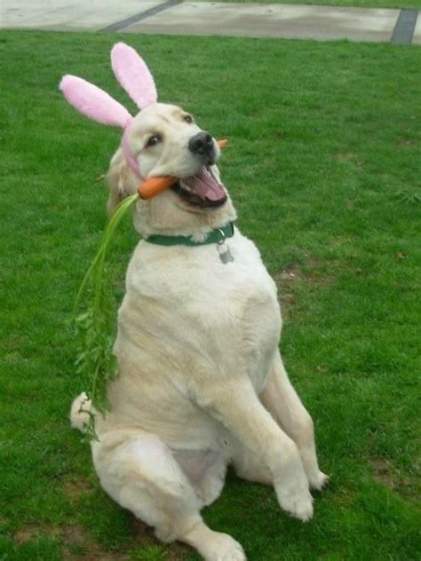 Easter Bunny Rfunny