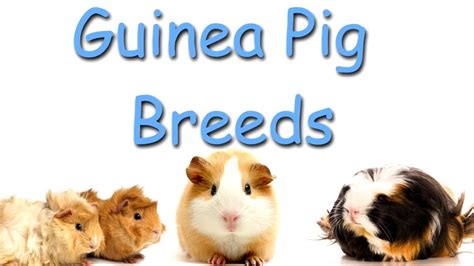 They have been bred by scientists and breeders over the years and have created many types of guinea pigs breeds, these guinea pig breeds vary basically in their fur type, size and color and their behavior in most cases remains the same. Guinea Pig Breeds - YouTube