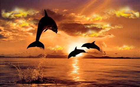 Dolphins Jumping In The Sunset Wallpaper Hq Wallpapers