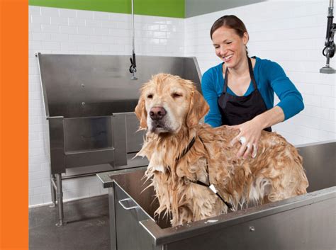 Dog Grooming And Dog Washing In League City Petbar Dog Grooming