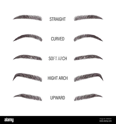 female eyebrows various forms and types arch brows shapes linear vector illustration in