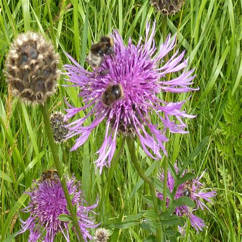 Greater Knapweed Wildflower Seed Our Wildflower Ranges Green Tech