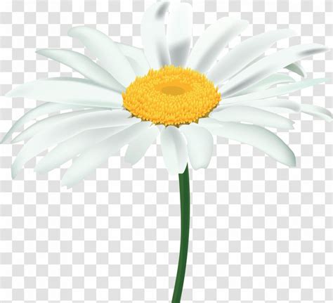 Common Daisy Oxeye Clip Art Chamomile Transparent PNG