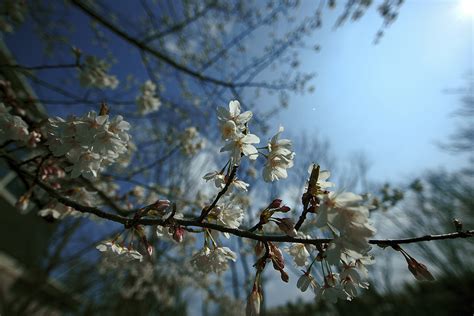 Wallpaper Sky Branch Spring Tree Flora Plant Twig Leaf