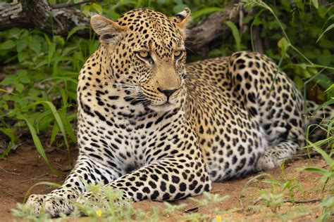 Xiviti African Leopard Panthera Pardus Timbavati Reserve