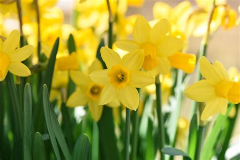 3840x2160 Wallpaper Yellow Flowers Peakpx