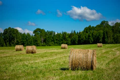 Hay Bales In Field Maine Robert M Ring Photography