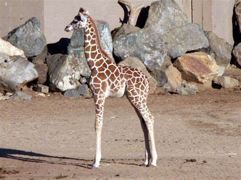 Baby Giraffe The Animal Kingdom Photo 213048 Fanpop