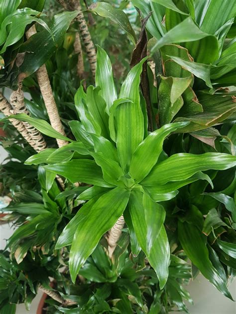 Houseplant Identifying And Growing Conditions Gardening